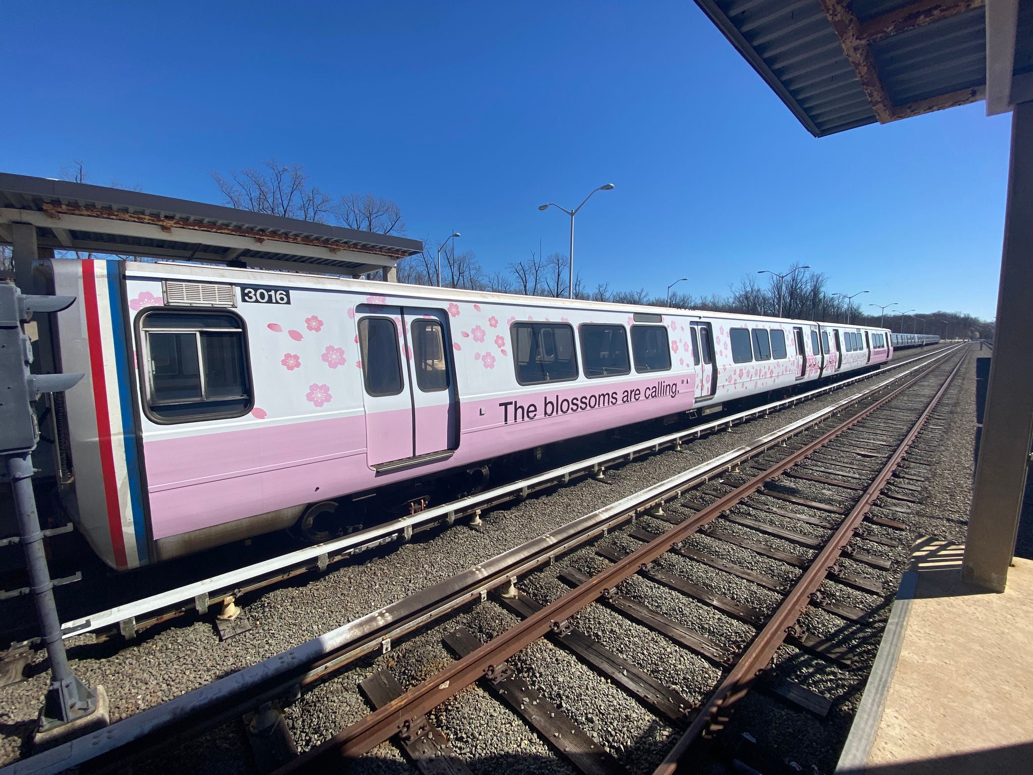 Cherry Blossom Train